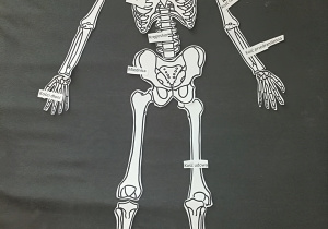 Bronakowski Gabriel-szkielet człowieka